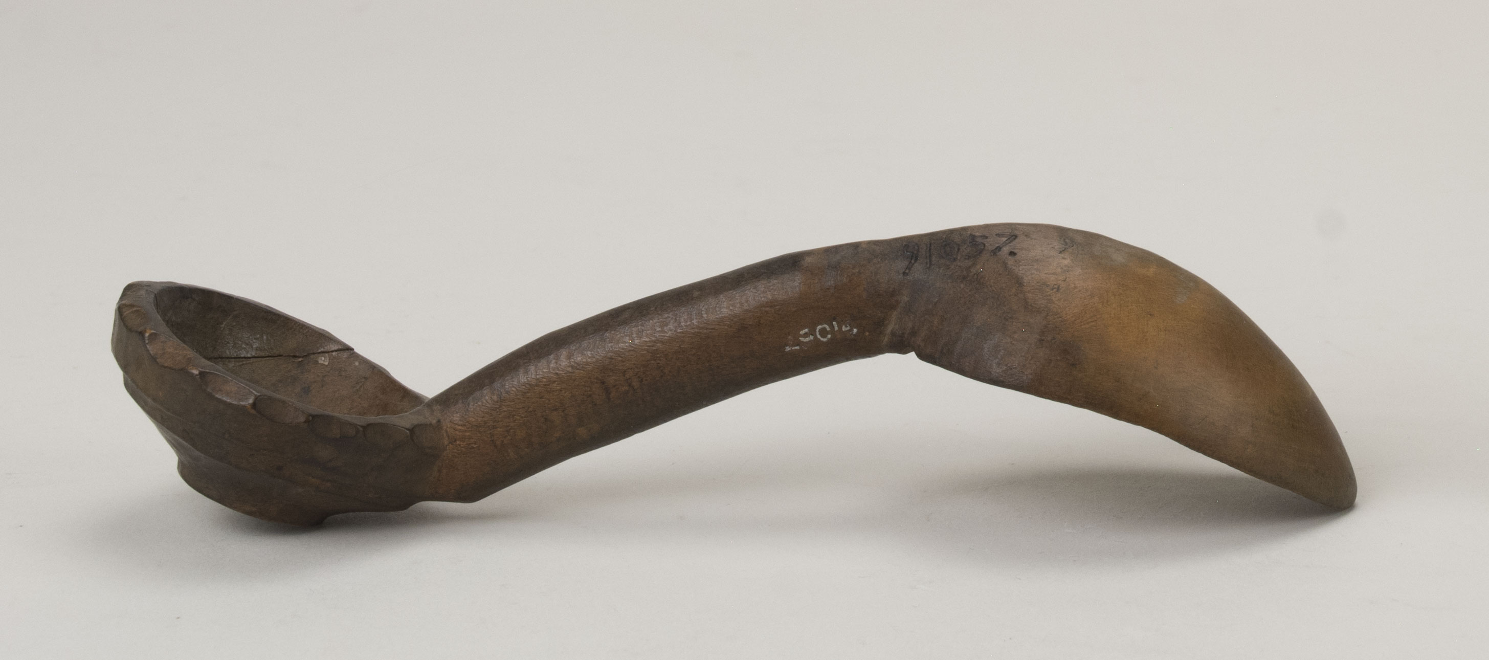 Reverse view without scale (c) Field Museum of Natural History - CC BY-NC 4.0